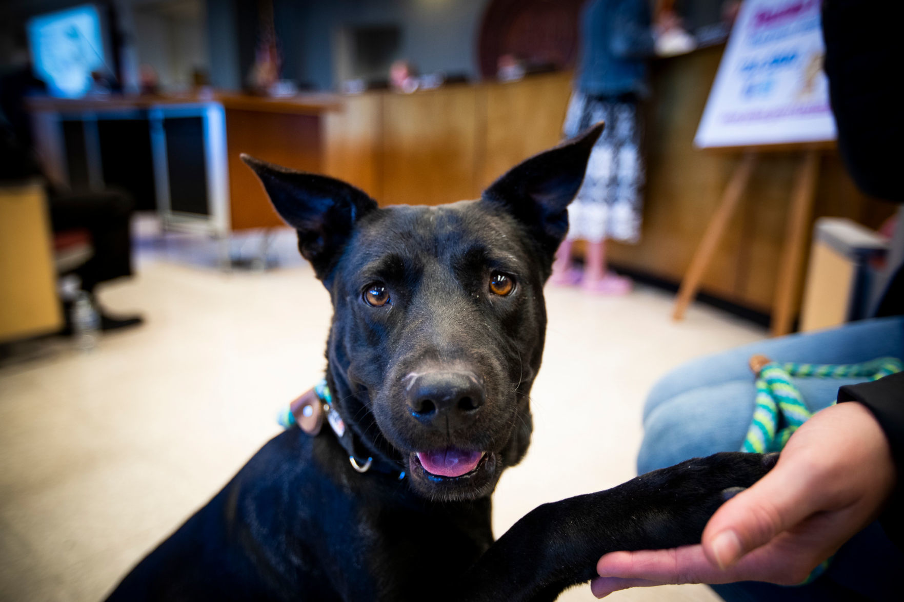Adopt a friend: Athena